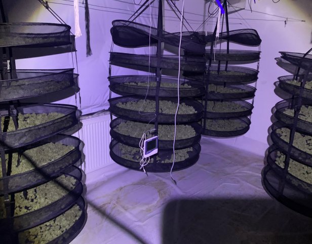 Large cannabis factory found on The Leases in Beverley 1