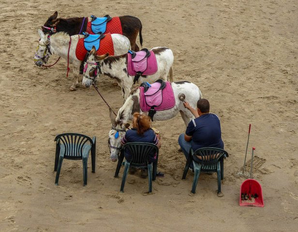 Woman who ran beach donkey business for 30 years in North Yorkshire banned from keeping animals 1 Woman who ran beach donkey business for 30 years in North Yorkshire banned from keeping animals 1